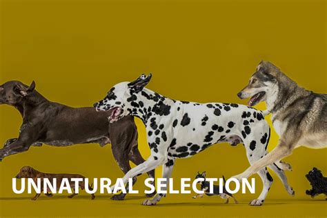  Unnatural Selection 征服未知的進化世界！